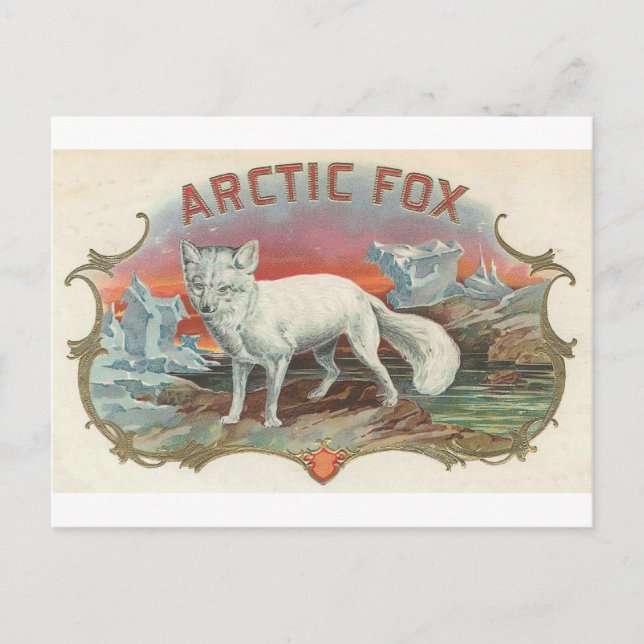 Carte Postale Renard arctique vintage (Devant)