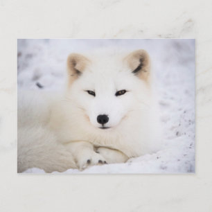 Carte Postale Renard blanc arctique