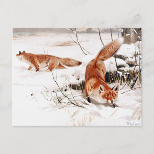 Carte Postale Renard commun dans la neige, oeuvre populaire,