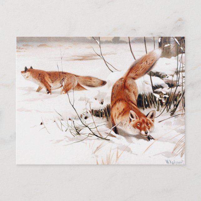 Carte Postale Renard commun dans la neige, oeuvre populaire, (Devant)