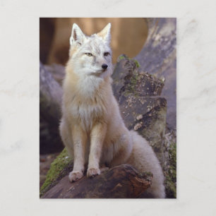Carte Postale Renard corse