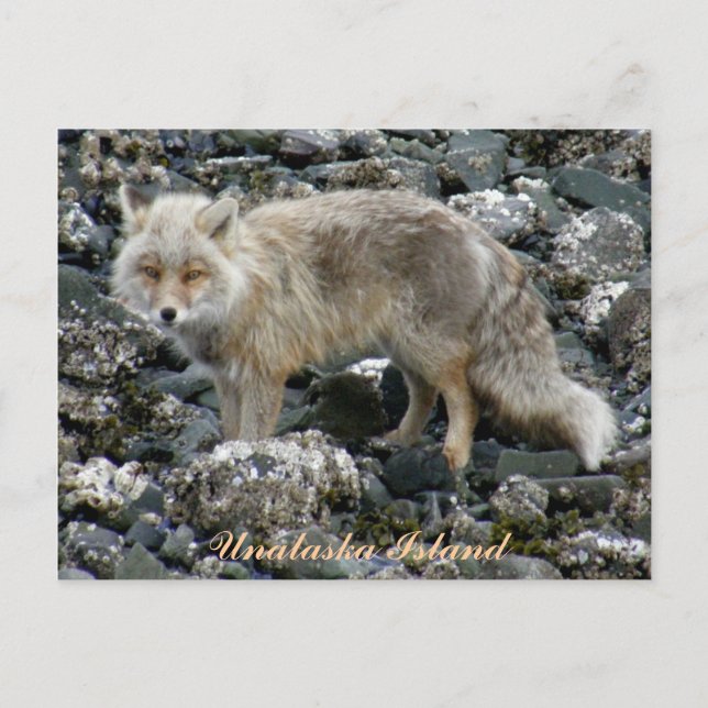 Carte Postale Renard d'Aléoutine, île de l'Unalaska (Devant)