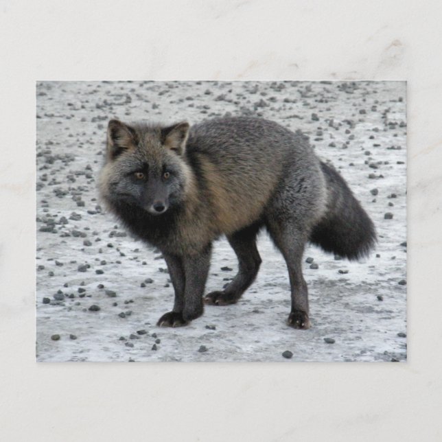 Carte Postale Renard d'Aléoutine sur l'île Unalaska (Devant)