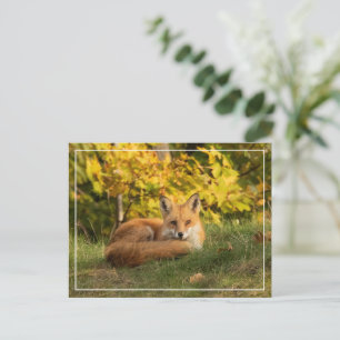 Carte Postale Renard d'automne