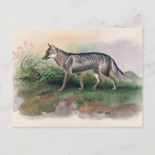 Carte Postale Renard d'Azara par Joseph Wolf
