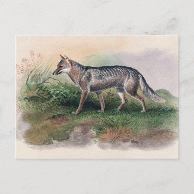 Carte Postale Renard d'Azara par Joseph Wolf (Devant)