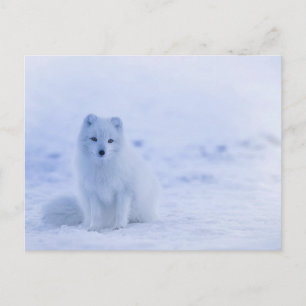 Carte Postale Renard de bébé arctique