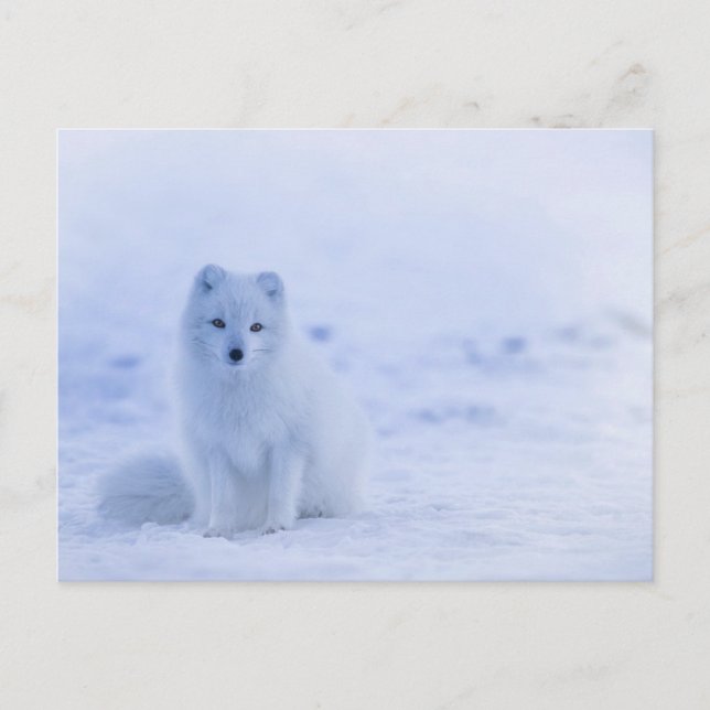 Carte Postale Renard de bébé arctique (Devant)