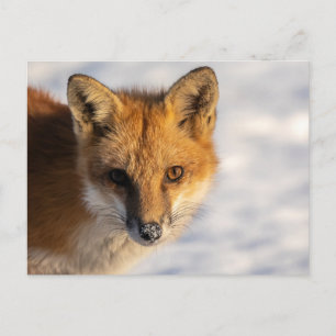 Carte Postale Renard de nez gelé