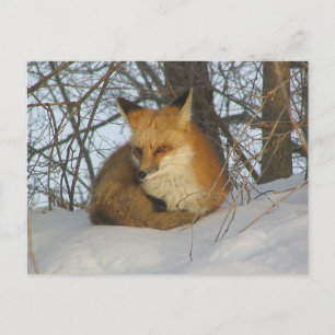 Carte Postale Renard de repos
