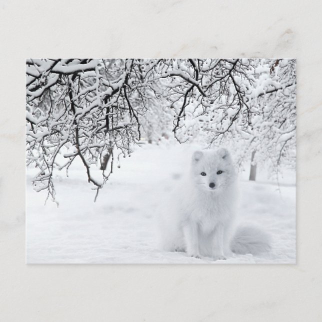 Carte Postale Renard des neiges dans les bois d'hiver (Devant)