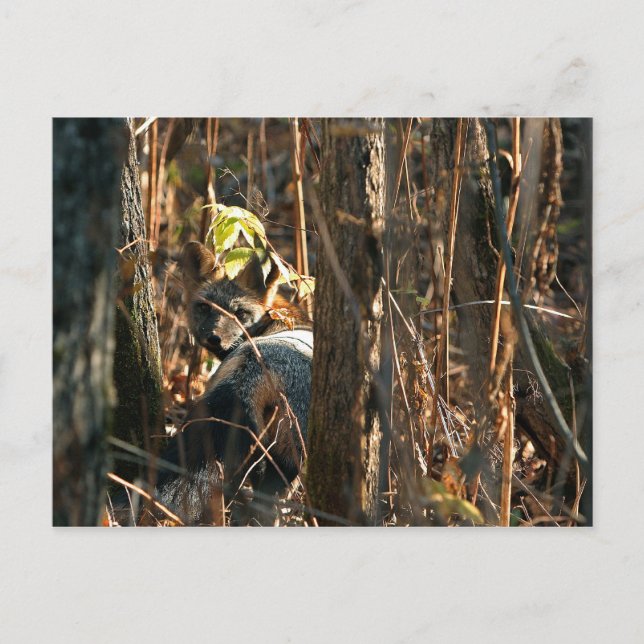 Carte Postale renard en catimini (Devant)