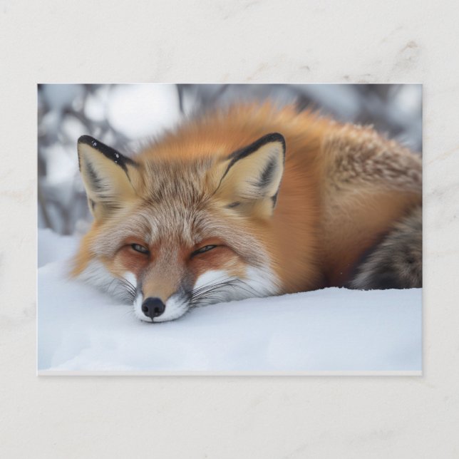 Carte Postale Renard endormi mignon Animal d'hiver  (Devant)