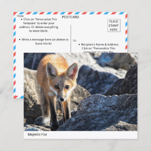 Carte Postale Renard majestueux