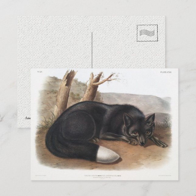 Carte Postale Renard noir ou argenté américain d'Amérique du Nor (Devant / Derrière)