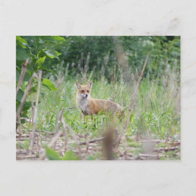 Carte Postale Renard rouge (Devant)
