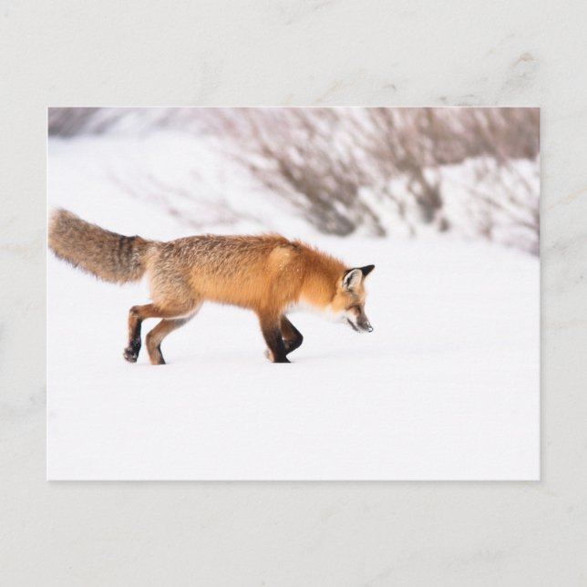 Carte Postale Renard rouge (Devant)