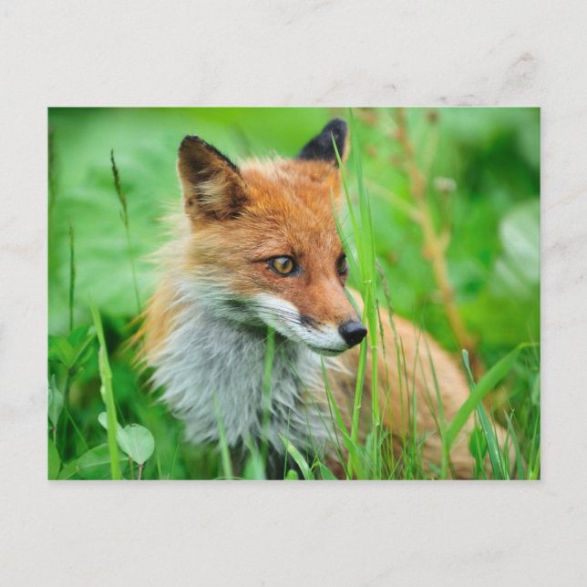 Carte Postale Renard rouge (Devant)