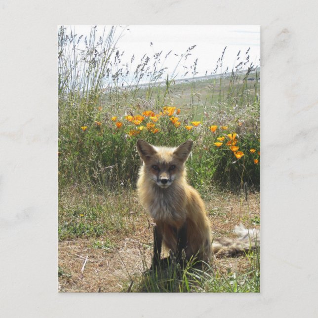 Carte Postale Renard rouge (Devant)