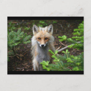 Carte Postale Renard rouge