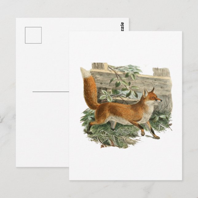 Carte Postale Renard rouge dans la campagne rustique Illustratio (Devant / Derrière)