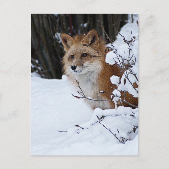 Carte Postale Renard rouge dans la neige (Devant)