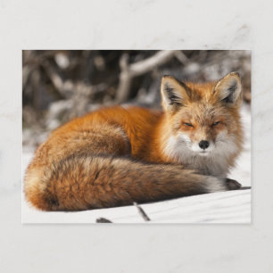 Carte Postale Renard rouge dans la neige