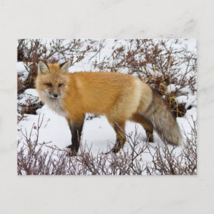 Carte Postale Renard rouge dans la neige en hiver