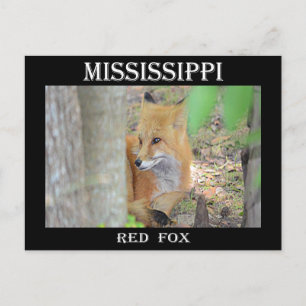 Carte Postale Renard rouge du Mississippi