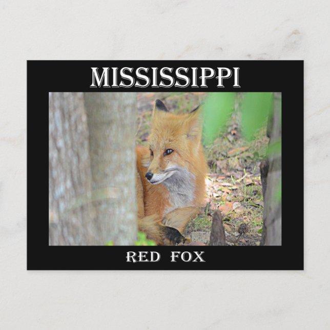 Carte Postale Renard rouge du Mississippi (Devant)