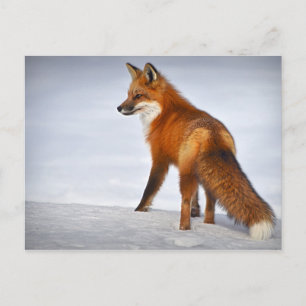 Carte Postale Renard rouge en hiver