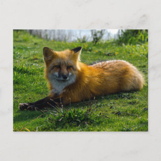 Carte Postale Renard rouge sur l'île de San Juan, État de Washin