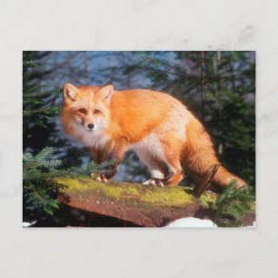 Carte Postale Renard rouge sur un journal