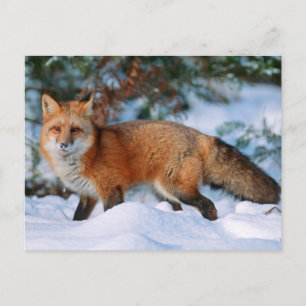 Carte Postale Renard roux Neige en hiver, Montana
