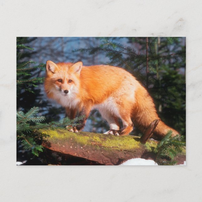 Carte Postale Renard roux sur une bûche (Devant)