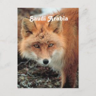 Carte Postale Renard saoudien