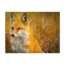 Renard sauvage dans la forêt