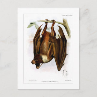 Carte Postale Renard volant