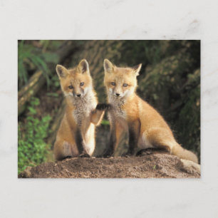 Carte Postale Renardeau devant terrier Vulpes vulpes)