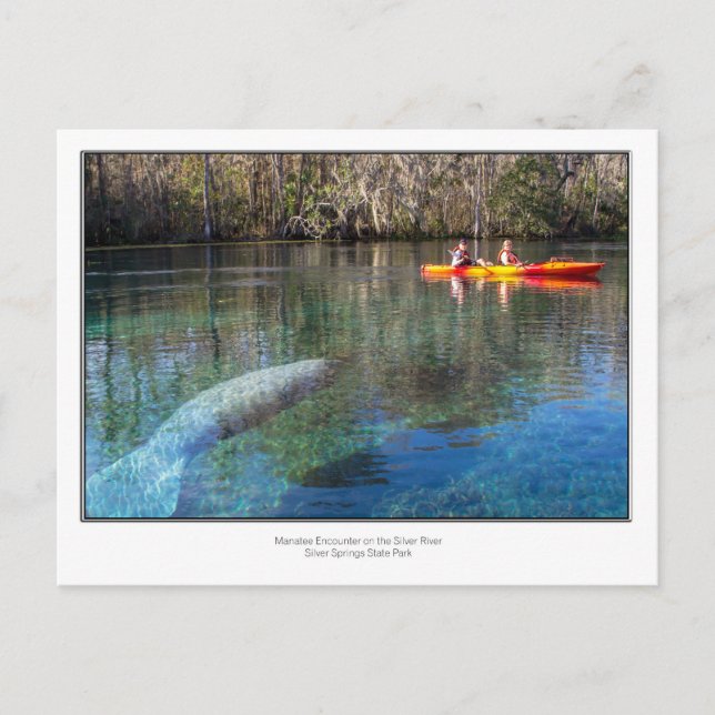 Carte Postale Rencontre avec Manatee (Devant)