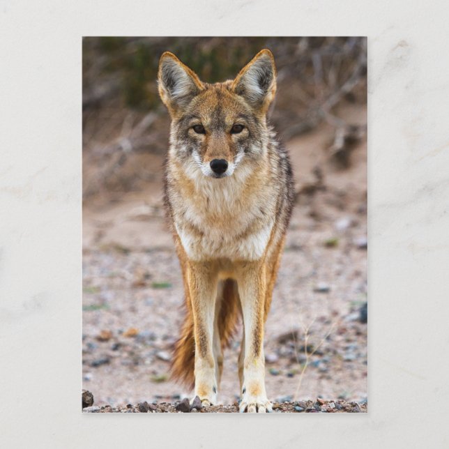 Carte Postale Rencontre de Coyote (Devant)
