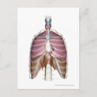 rendu 3d du système respiratoire