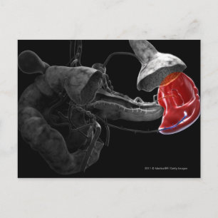 Carte Postale Rendu artistique 3d de la rate