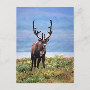 Carte Postale Renne des Caraïbes   Parc national de Denali, Alas