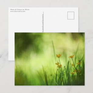 Carte Postale Renoncule jaune photo de nature