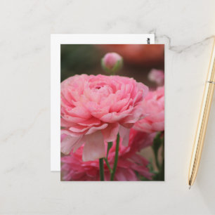 Carte Postale Renoncule rose paon en gros plan