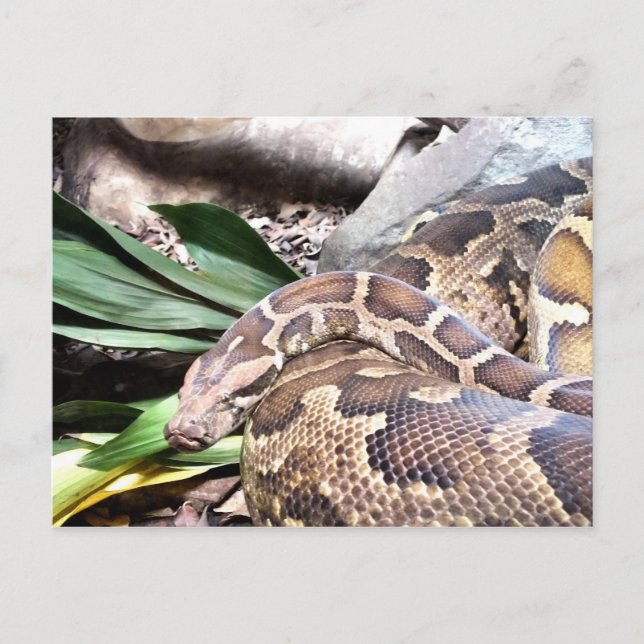 Carte Postale Repaire de serpent python (Devant)