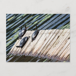 Carte Postale Repos de la tortue