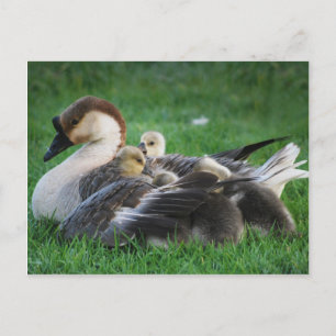 Carte Postale Repose