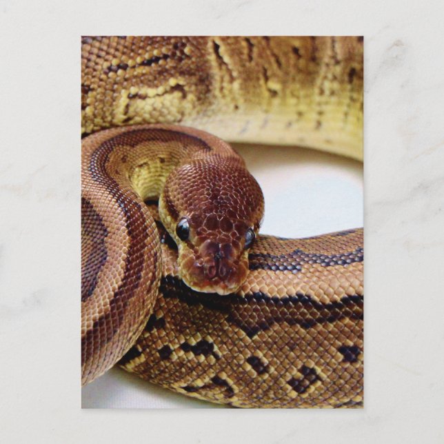 Carte Postale Repose Brown de Python Ball (Devant)